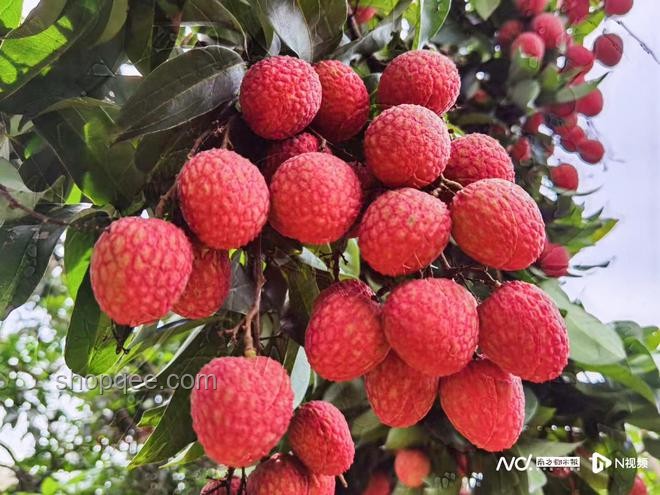 《长安的荔枝》启示：未来荔枝树长途运送趋势预测